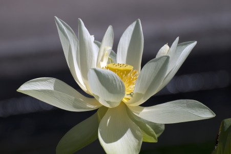 Lotus Water Flower.jpg