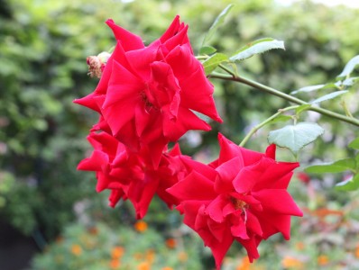 Beautiful red roses