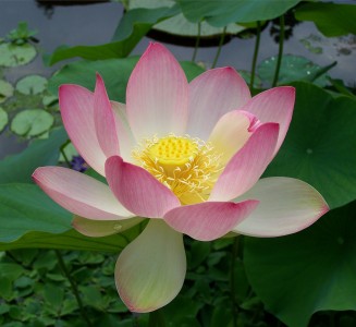 Flower of Nelumbo nucifera, bean of India.
