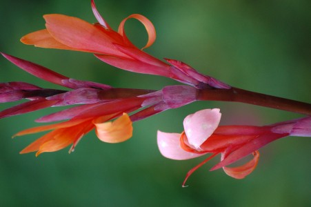 flower closeup
