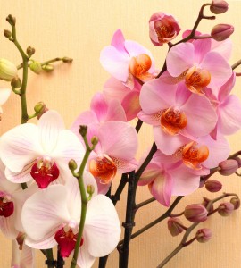 white and pink orchid flowers