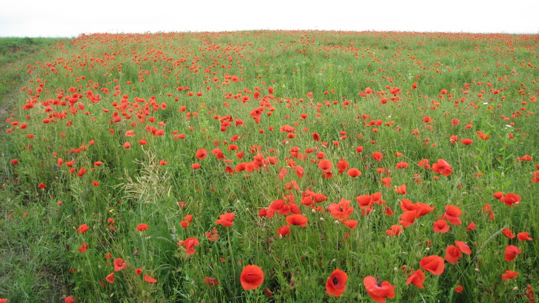 Red poppy flowers blossoming on a meadow, picture 1