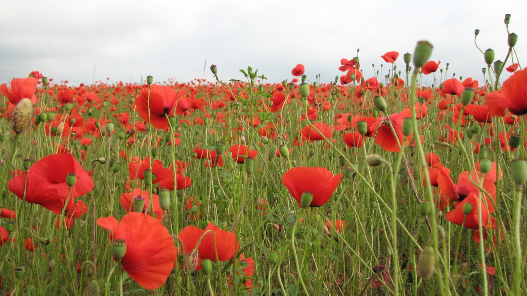 Red poppy flowers blossoming on a meadow, picture 5