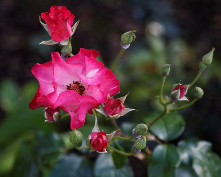 'Rosa Sadlers Wells' modern shrub rose Capel Manor College Gardens Enfield London England