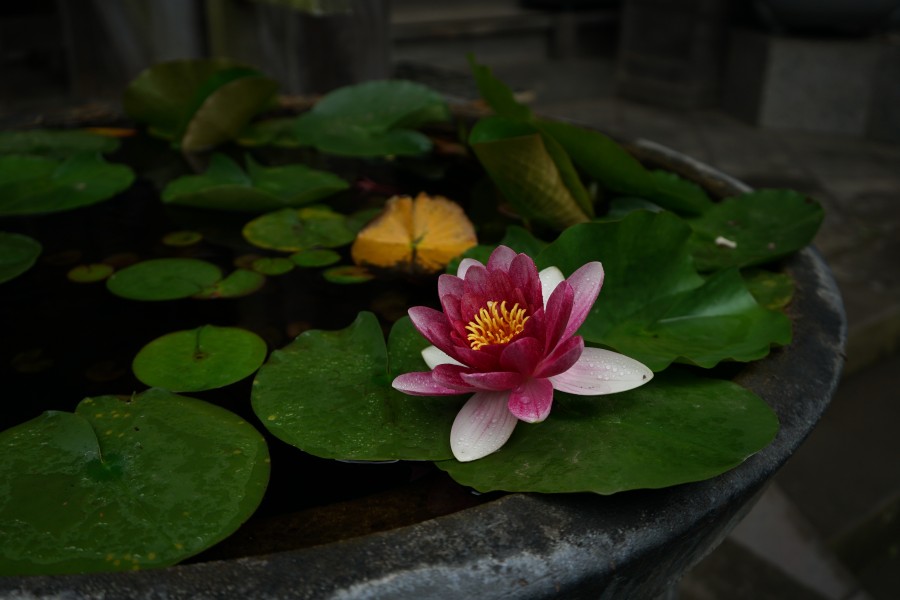 A lotus flower after rain