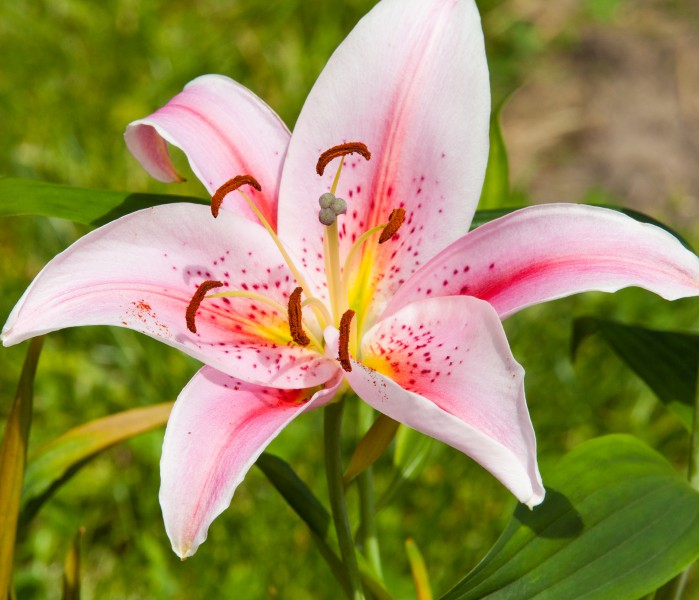 a pink lily photographed in May 2014