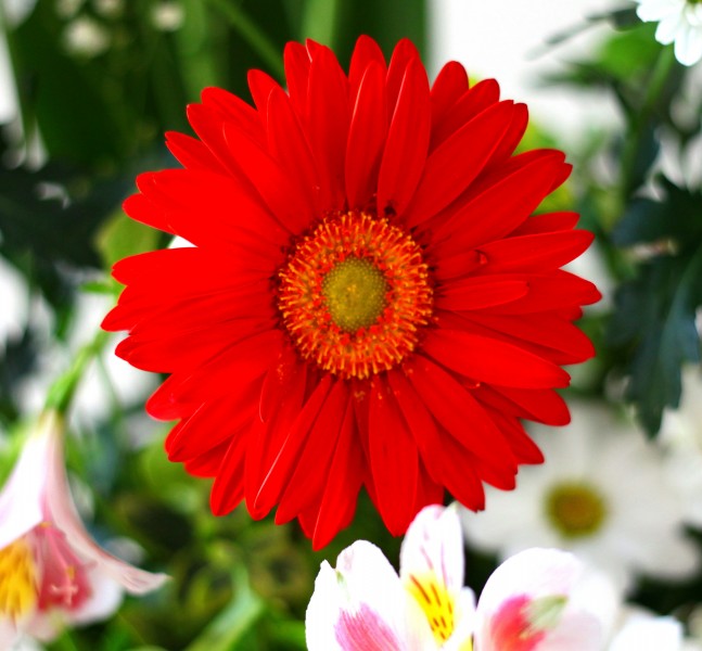 a red flower in a church in May 2013