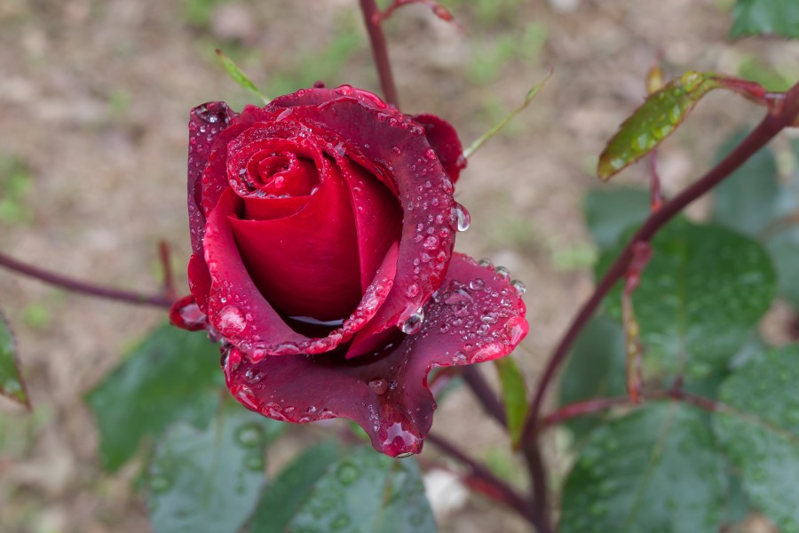 A tensión superficial da auga sobre unha rosa. Oroso. Galiza