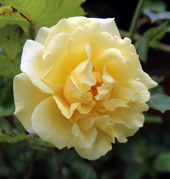 A yellow rose, Mashbury, Essex, England 01