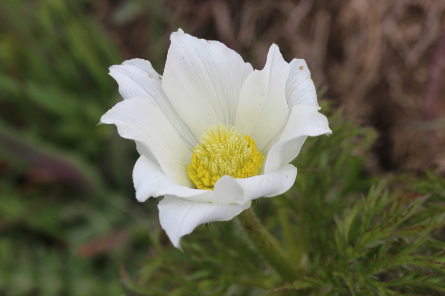 Alpine Pasqueflower - Pulsatilla alpina (14314944095)
