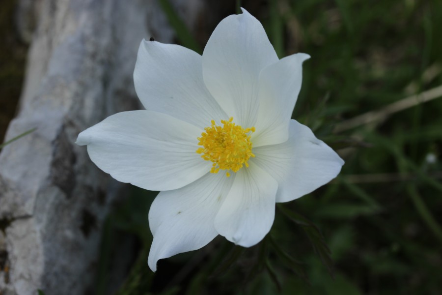 Alpine Pasqueflower - Pulsatilla alpina - panoramio (1)
