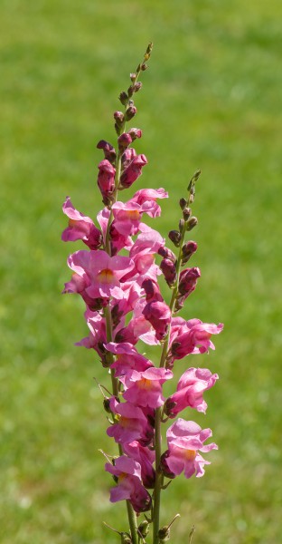 Antirrhinum majus F1 'Rocket Orchid'