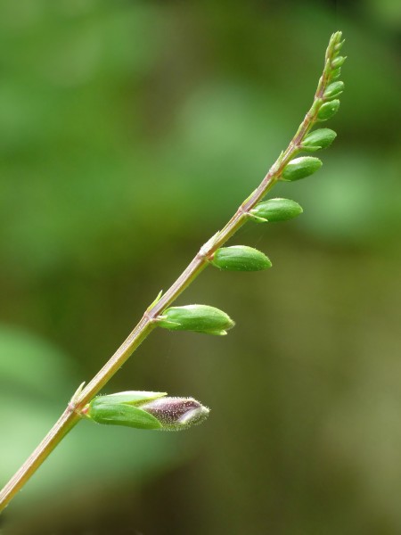 Asystasia dalzelliana of Kadavoor