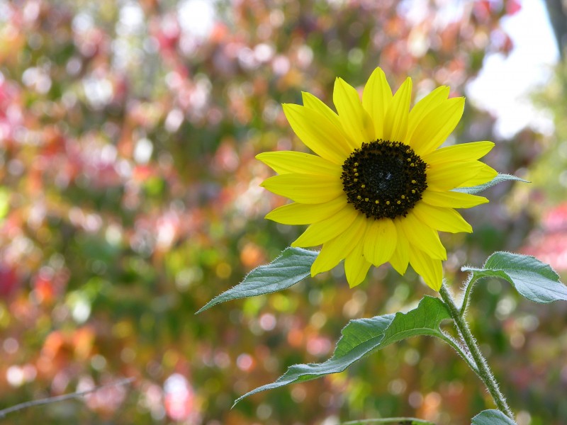 Autumn Sunflower Helianthus annuus 3264px