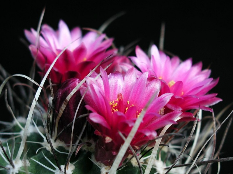 Barbed cactus with flowers