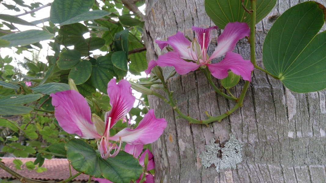 Bauhinia blakeana flower 5