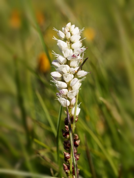 Bistorta vivipara (flowers)