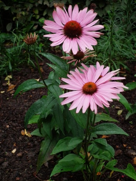 Blüten in pink