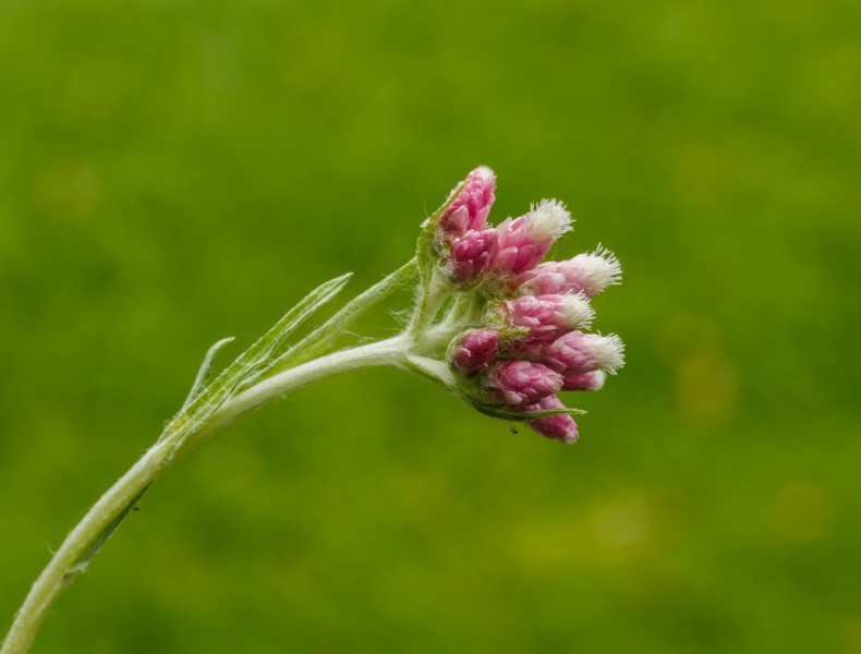 Bloem van Rozenkransje (Antennaria dioica). Locatie, Tuinreservaat Jonkervallei 02