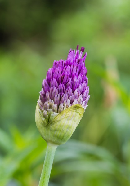 Bloemknop van sierui (Allium). Locatie, Tuinreservaat Jonkervallei 02