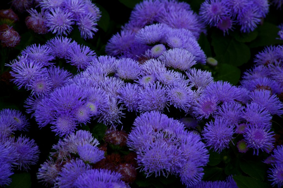 Blue-anemone-flower - Virginia - ForestWander