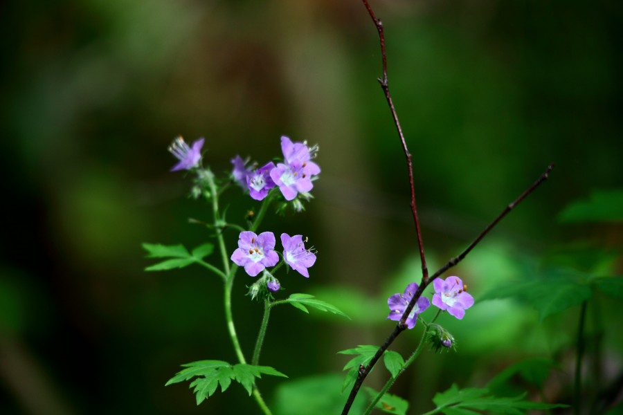 Blue-forest-flowers - West Virginia - ForestWander