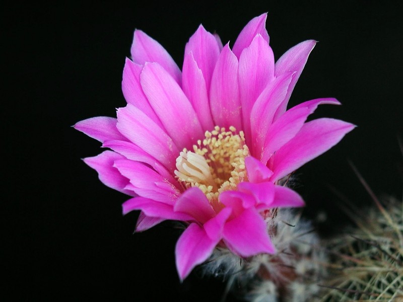 Cactus flower blooming