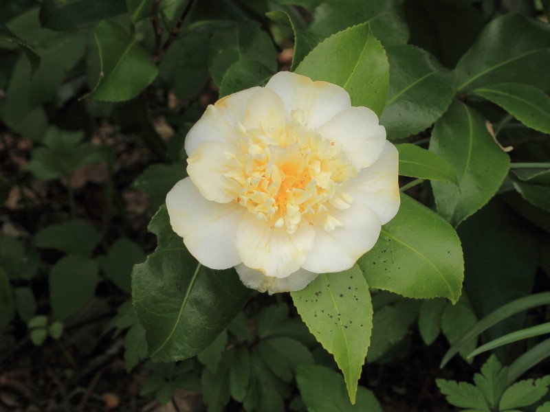 Camellia × williamsii 'Jury's Yellow' 02