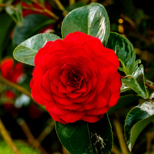 Camellia × williamsii 'Roger Hall'. Locatie, Tuinreservaat Jonkervallei 01