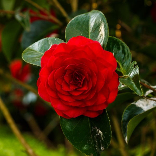 Camellia × williamsii 'Roger Hall'. Locatie, Tuinreservaat Jonkervallei 03