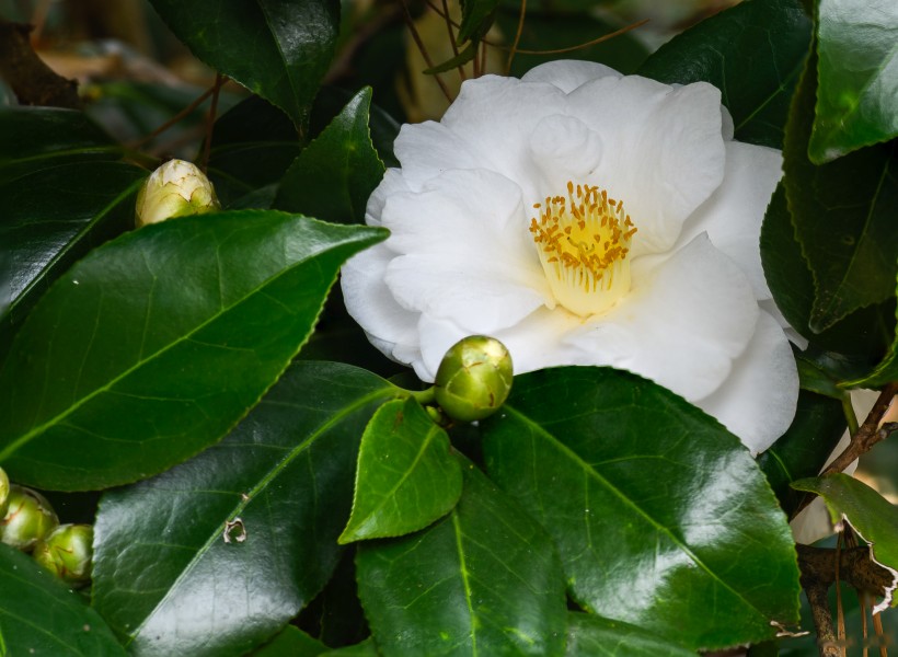 Camellia japonica - white NBG