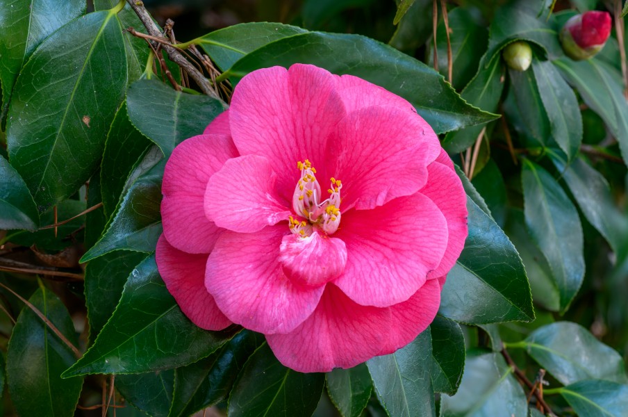 Camellia japonica NBG