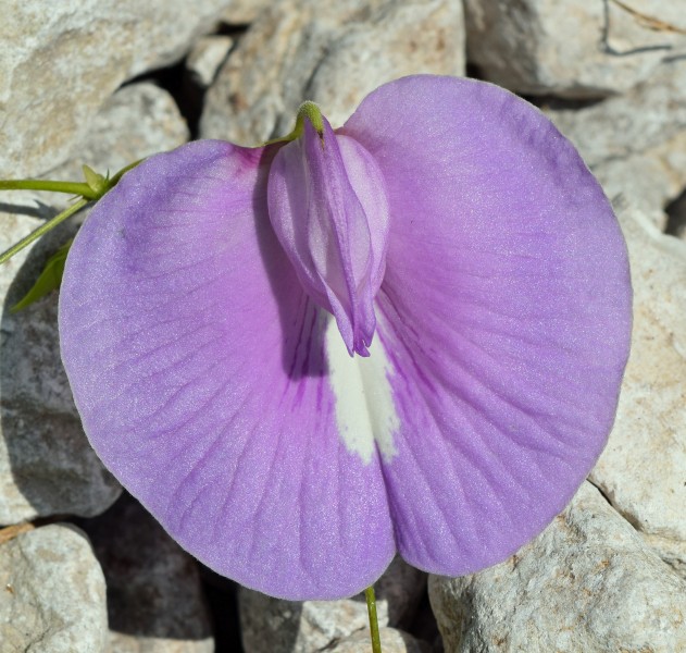 Centrosema virginianum flower