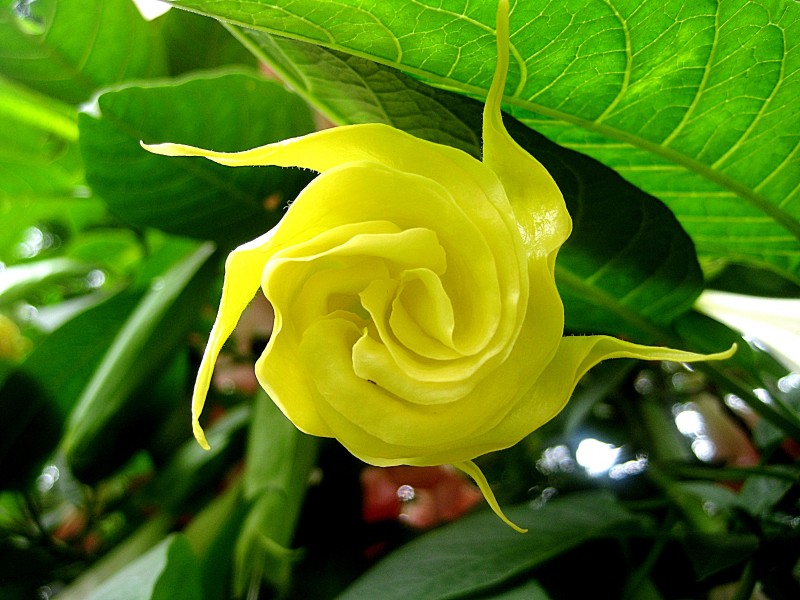 Chakra flower