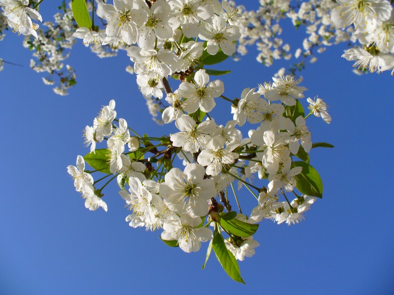 Cherry tree blossom 2007