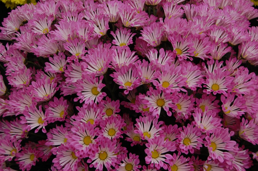 Chrysanthemum 'Dance'