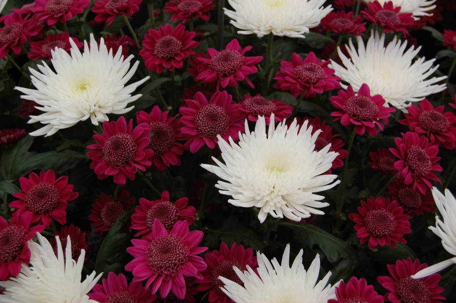 Chrysanthemum 'Delianne' and 'Rejoice'