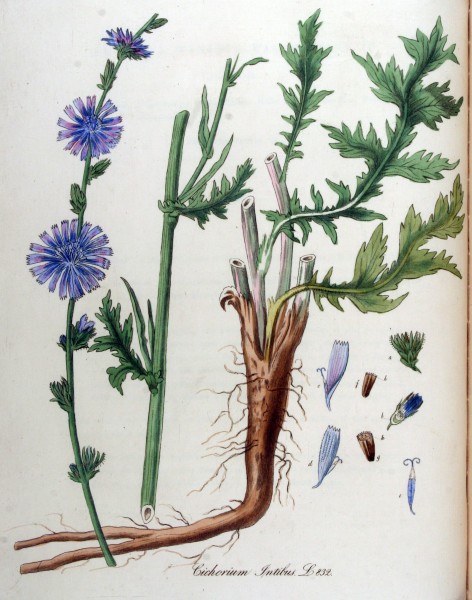 Cichorium intibus — Flora Batava — Volume v11