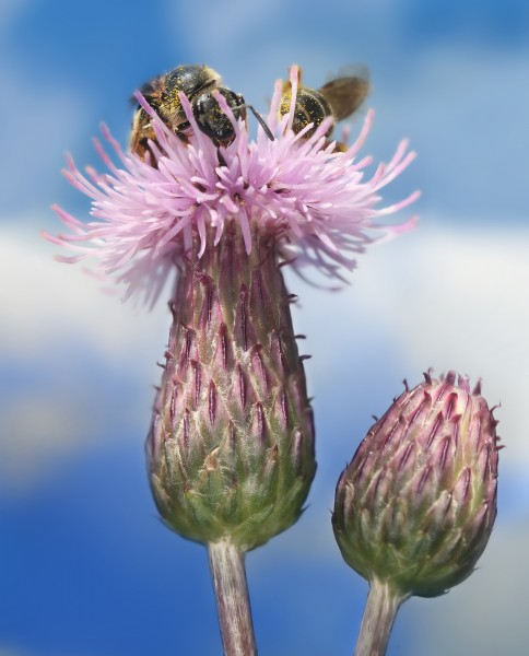 Cirsium arvense with Bees Richard Bartz