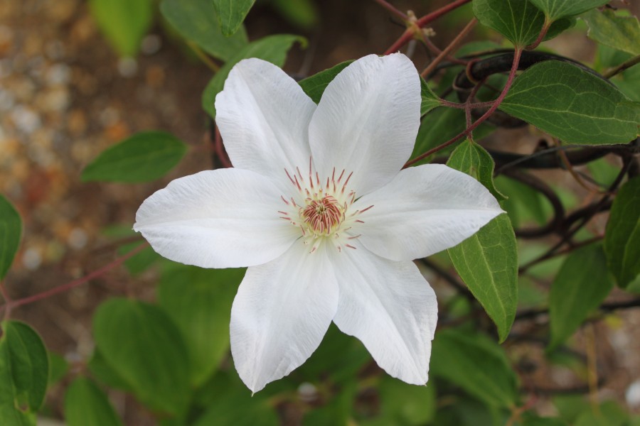 Clematis 'Henryi' in NH