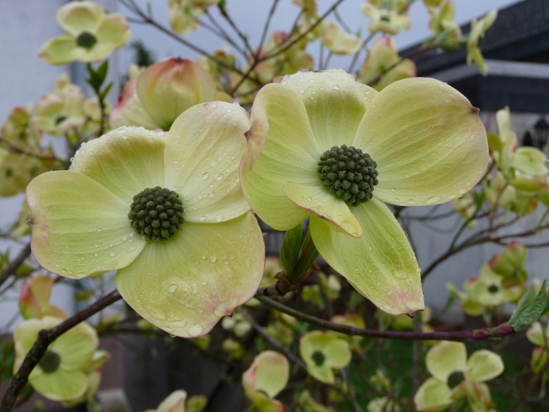 Close-up Blüten