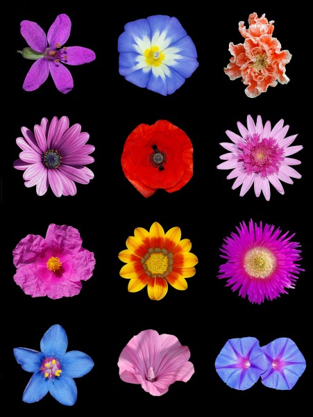 Colored flowers a