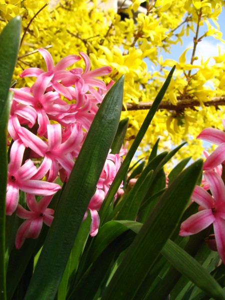 Common Pink hyacinths