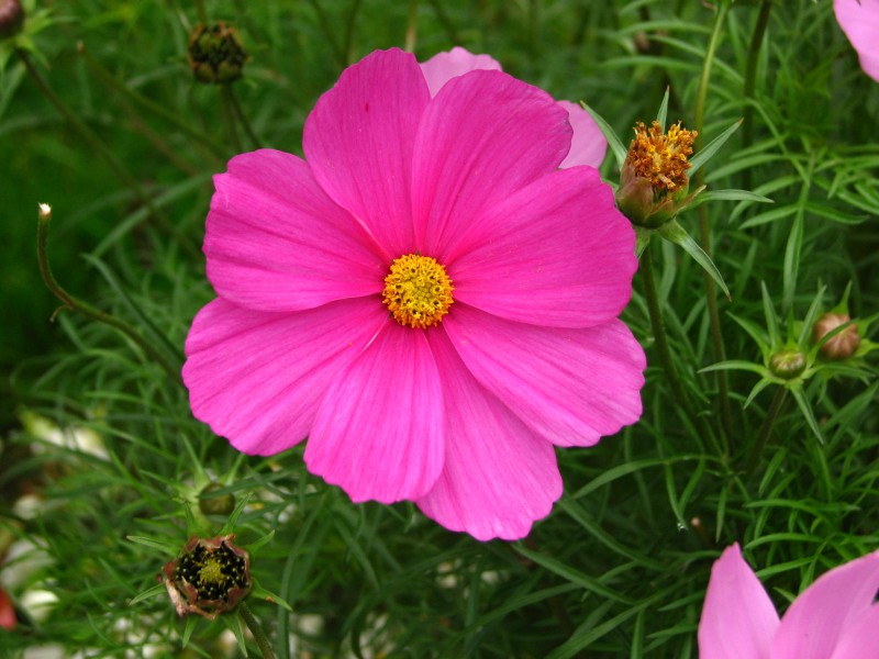 Cosmos bipinnatus (dark pink)