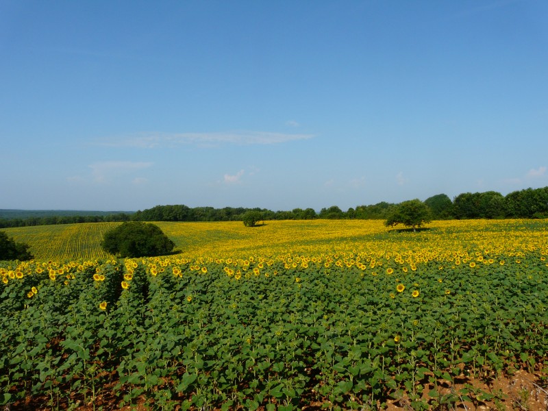 Coulaures tournesols