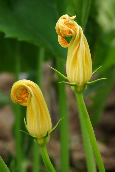Courgettes boutons FR 2012