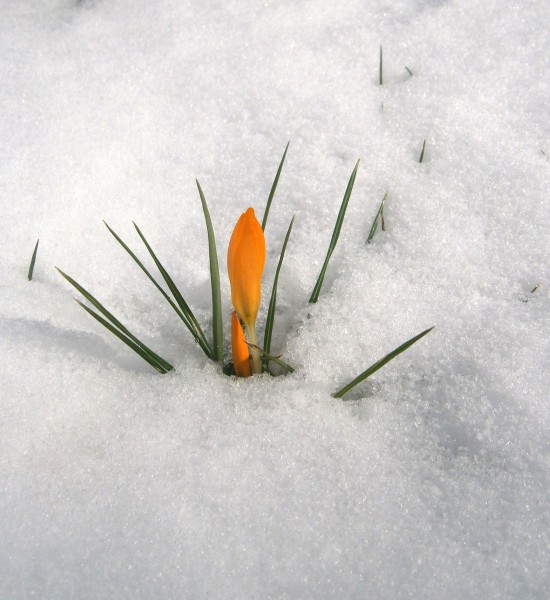 Crocus flavus ssp flavus in snow