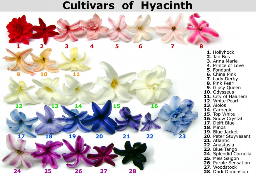Cultivars of Hyacinth