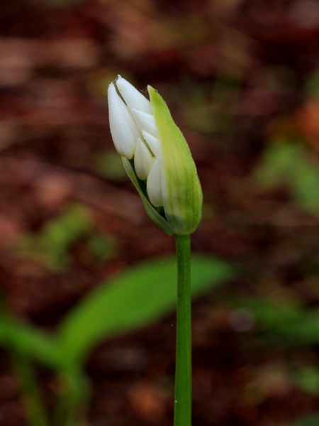 Daslook (Allium ursinum) Opengebarsten bloemknop 02