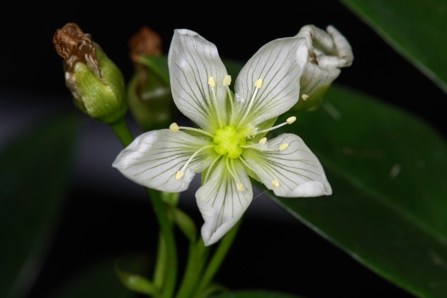 Dionaea muscipula flower 1